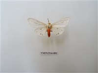 藏品(淨雪燈蛾)的圖片